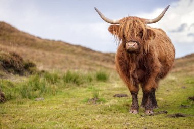İskoçya 'nın Skye Adası' ndaki İskoç İneği 'nde kopyalama alanı