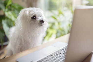 İnternette arama yapan dizüstü bilgisayarı kullanan köpek