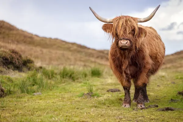 stock image Scottish Highland Cow on the Isle of Skye, Scotland with copy space