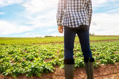 Tarlada çalışan çiftçi patates ekinlerinin büyümesini denetliyor.