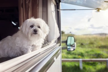 Tatilde karavandan ya da karavandan dışarı bakan bir köpek.