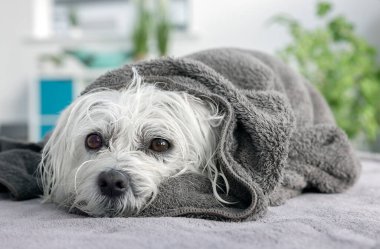Banyodan sonra havluya sarılı bir köpek yıkama, tımar etme veya tedavi