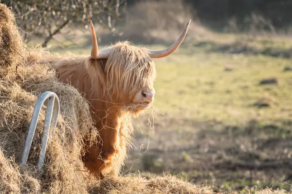 stock image Scottish Highland Cow on the Isle of Skye, Scotland feeding on hay close up