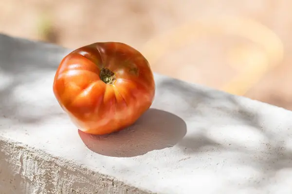 A big tomato of variety Belmonte silano on the concrete wall on the blurred natural background, copy space. It is the typical Calabrian tomato grown on Mount Sila, Calabria