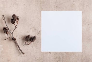 Sonbahar boş 5x5 beyaz kare kart modeli ve bej taşlı arka planda kuru bitki. Davetiye, teşekkür ederim tebrik kartı. Sonbahar samimi arkaplanı