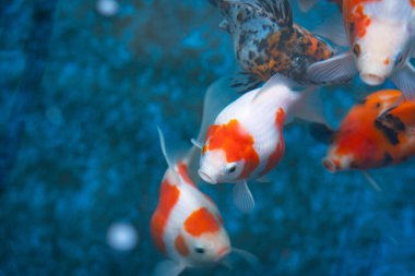 Close up of Tamasaba goldfish from Japan iin blue tank clipart