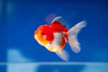 Mavi akvaryumdaki Oranda japon balığını kapat.