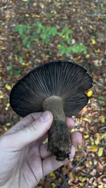 Poisonous Black Mushrooms Forest Autumn Carpathian Ukraine High Quality Photo — Stock Photo, Image