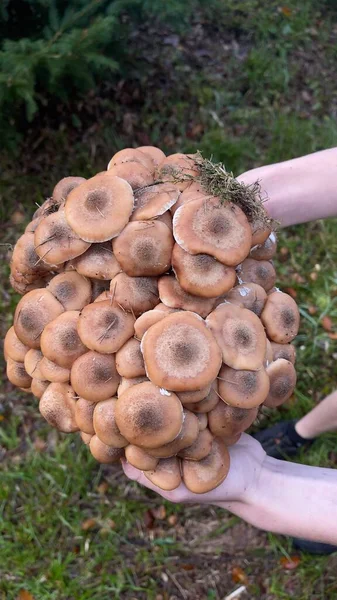 Lot Mushrooms Forest Autumn Carpathian Ukraine High Quality Photo — Stock Photo, Image