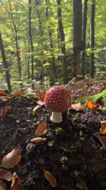 Ukrayna 'daki Karpat dağlarında birçok küçük mantar. Yüksek kalite fotoğraf