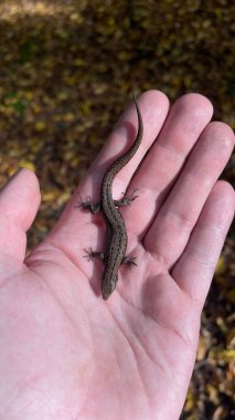 Ukrayna 'daki Karpat Dağları' nda yeşil kertenkele. Yüksek kalite fotoğraf