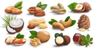 Beyaz arka planda izole edilmiş fındık koleksiyonu. Gerçekçi vektör 3 boyutlu fındık simgeleri