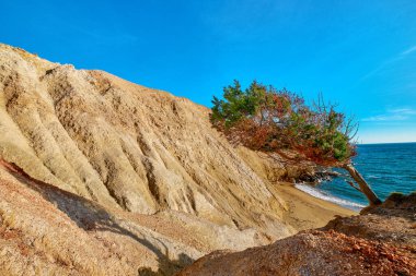 Yunanistan 'ın Milos adasındaki Agios Ioannis plajındaki sarı uçurumlardaki kırmızı kayanın kenarındaki rüzgârlı ağaç. Yaz güneşi, mavi deniz, açık gökyüzü, kumlu sahil. Eşsiz yıpranmış kaya oluşumları. 