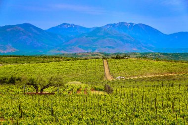 Yunanistan 'ın Girit adasında üzüm bağları ve uzak dağları olan güzel bir manzara. Şarap üretimi, otonom üzüm çeşitliliği, Yunan asması ve şarap üretimi, yaz, güneşli gün, gündüz sisi, sıcak Girit
