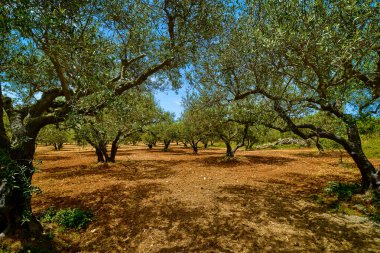 Yunanistan 'ın Girit adasındaki eski zeytin ağaçları, zeytinler, zeytin yağı üretim gelenekleri. Zeytin ağaçlarının yetiştirilmesi, yazın güneşli bir gün, zeytin koruluğu ve kırmızı zengin toprak, açık mavi gökyüzü. 