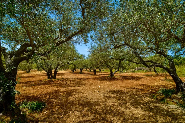 Landscape of old olive trees, aged olives, olive oil production traditions on Crete island, Greece. Cultivation of olive trees, summer sunny day, olive grove and red rich soil, clear blue sky.
