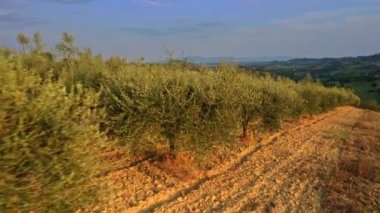İnsansız hava aracı, günbatımında İtalya 'da bir sıra zeytin ağacının yanından ya da üzerinden uçar. Zeytin yağı üretimi, tarım, tarım arazisi, yeşil Toskana tepeleri, mavi gökyüzü, düşük güneş ışığı, akşam. 