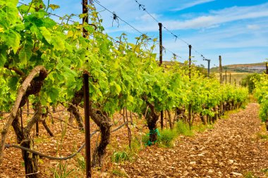 Yunanistan 'ın Girit Adası' nda sıra sıra asmalar ve uzak dağlarla dolu güzel bir manzara. Şarap üretimi, otonom üzüm çeşitliliği, Yunan şarabı yapımı, yaz, güneşli gün, gündüz sisi, sıcak Girit