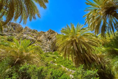 Preveli palmiye ormanlarının gelişimi, Girit Adası, Yunanistan. Güneşli bir gün, palmiye dallarında güneş ışığı, açık mavi gökyüzü, yemyeşil yeşillik, yaz, tatil, tropikal deneyim, Akdeniz 'de egzotik bir nokta