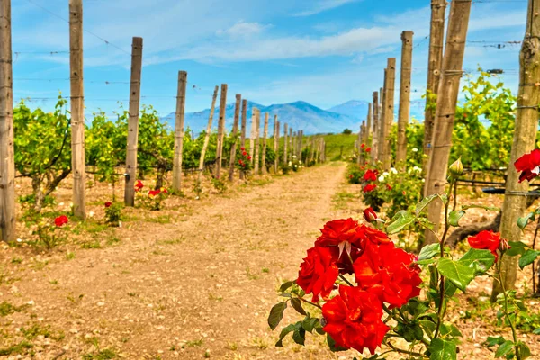Hermoso Paisaje Con Hileras Vides Flores Rosas Montañas Lejanas Isla — Foto de Stock