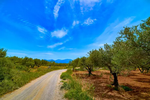 Landscape of old olive trees, countryside road, aged olives, olive oil production traditions on Crete island, Greece. Cultivation of olive trees, summer sunny day, olive grove and red rich soil, clear