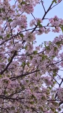 Berrak mavi gökyüzüne karşı sallanan çiçek sakura ağacının upshot