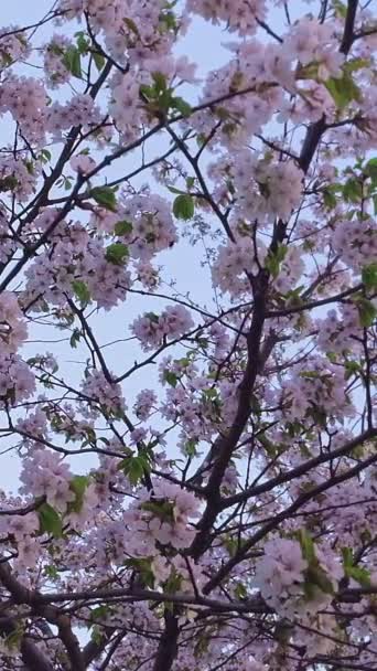 Gros Plan Arbre Sakura Fleur Balançant Contre Ciel Bleu Clair — Video