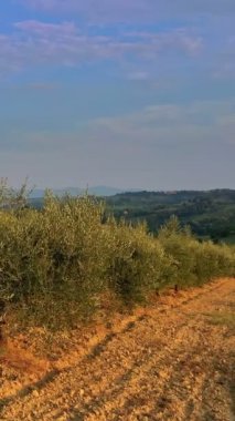 Gün batımında İtalya 'da zeytin ağaçlarını çekiyoruz. Zeytin yağı üretimi, tarım, tarım arazisi, yeşil Toskana tepeleri, mavi gökyüzü, düşük güneş ışığı, akşam. 