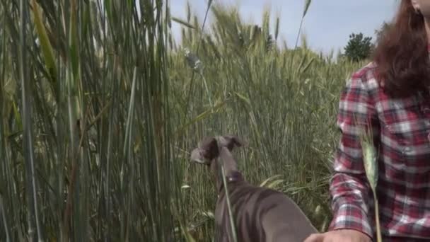 Närbild Lycklig Kvinna Med Greyhound Hund Mitten Ett Vetefält Begreppet — Stockvideo