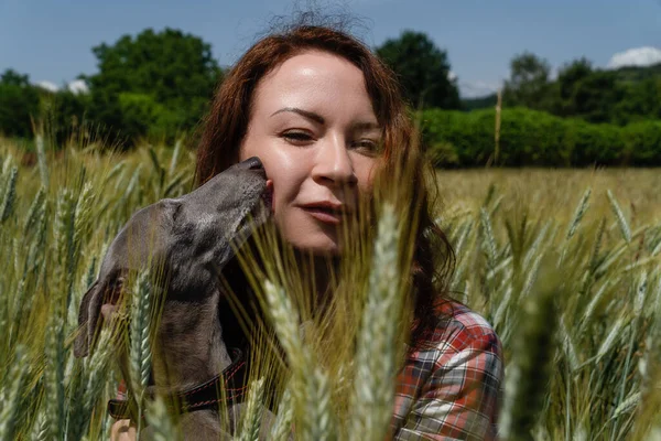 Close View Happy Woman Greyhound Dog Middle Wheat Field Nature — Stock Photo, Image