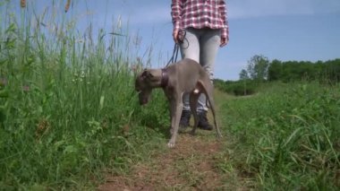 Kırbaçlanmış kız köpekle orman yolunda yürüyor. Tasmalı Greyhound köpeği sahibinin bacaklarının yanındaki orman yolunda yürüyor..