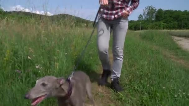 Genç Kadın Tarlada Tazı Köpeğiyle Yürüyor — Stok video