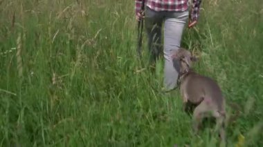 Kırbaçlanmış kız köpekle orman yolunda yürüyor. Tasmalı Greyhound köpeği sahibinin bacaklarının yanındaki orman yolunda yürüyor..