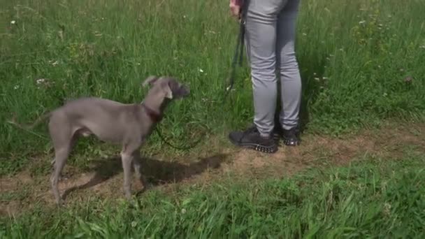 Обрезанная Девушка Идущая Лесной Дороге Собакой Собака Грейхаунд Поводке Ходит — стоковое видео