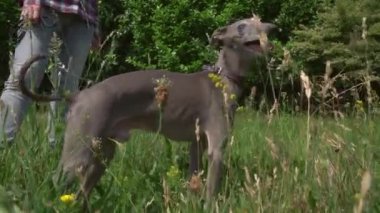 İtalyan tazı köpeği çimenlerde oynuyor