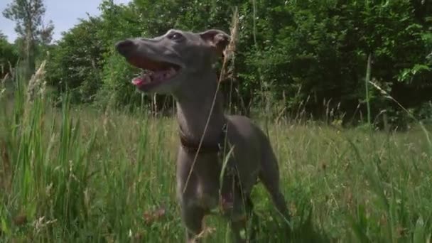 Italiensk Greyhound Hund Spelar Gräs — Stockvideo