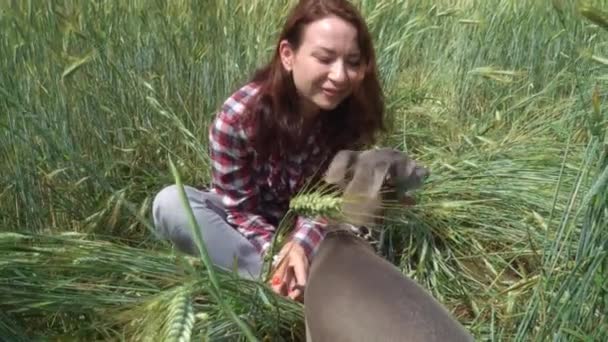 Женщина Сидящая Рядом Итальянской Борзым Собакой Траве Общаются — стоковое видео