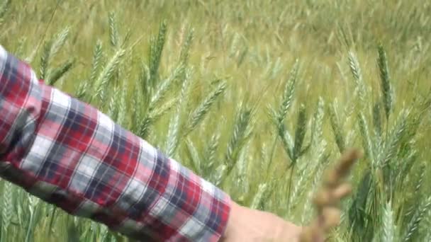 夏初女人的手触摸成熟的麦穗 — 图库视频影像