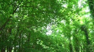 Güneş yeşil ağaçların eğri dallarında parlıyor.