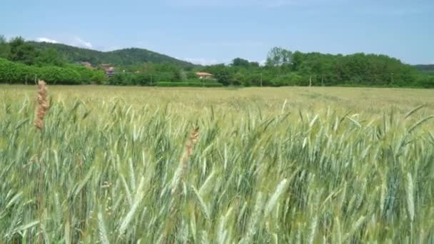 stock video Rural scenery. Background of ripening ears of wheat field. Field landscape.