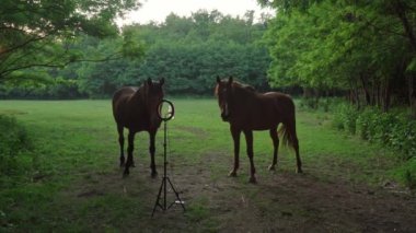 two brown young horses walk in forest meadow with rounded lamp on tripod