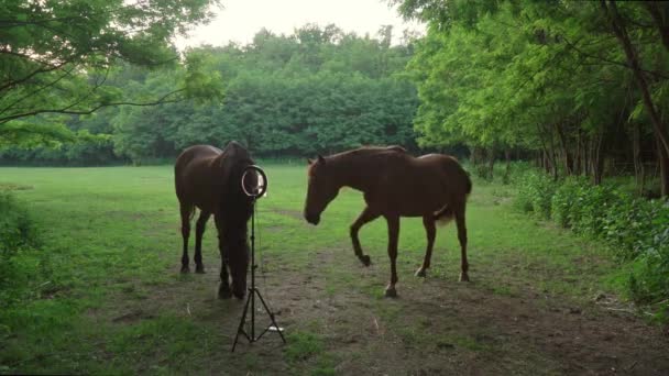 Zwei Braune Jungpferde Spazieren Auf Waldwiese — Stockvideo