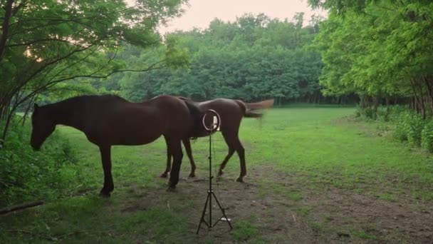 Two Brown Young Horses Walk Forest Meadow Rounded Lamp Tripod — Stockvideo