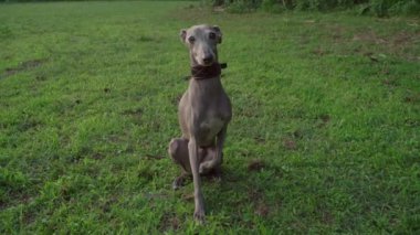 İtalyan tazı köpeği dışarıda yeşil çimlerde oturuyor.