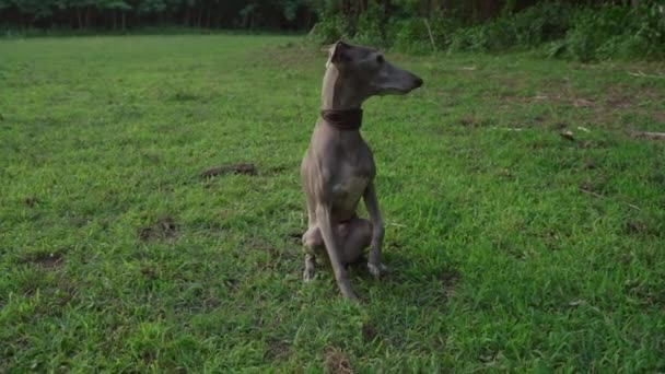 Italiensk Greyhound Hund Sitter Grönt Gräs Utomhus — Stockvideo