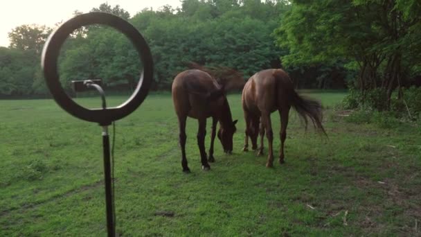 Two Brown Young Horses Walk Forest Meadow Passing Ring Light — Stock video