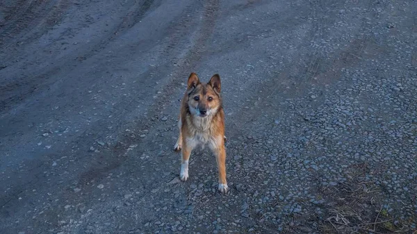 Jeden Domácí Pes Stojí Silnici Brzy Jaře Nápis Web — Stock fotografie