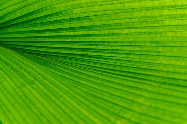 Зеленый Лист Пальмы Поверхность Листа Баннер — стоковое фото