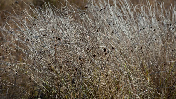 Thickets Dry Plants Autumn Web Banner Natural Background — Stock Photo, Image