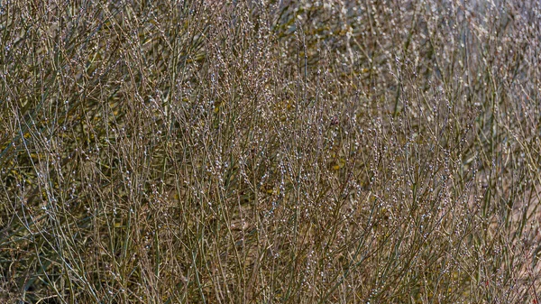 Thickets Willow Branches Spring Web Banner Natural Background — Stock Photo, Image